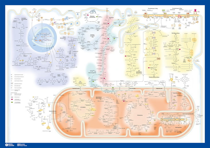 ISBN-10 ‏ : ‎ 3956580869 - Das Biochemie Poster