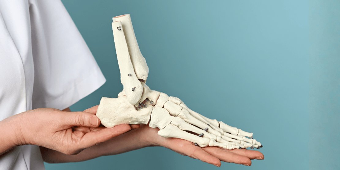 Eine Hand mit blauem Handschuh hält Skelettfuß in der Hand