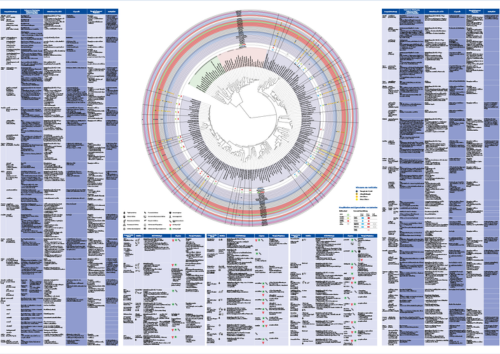 Lernposter zu Mikrobiologie