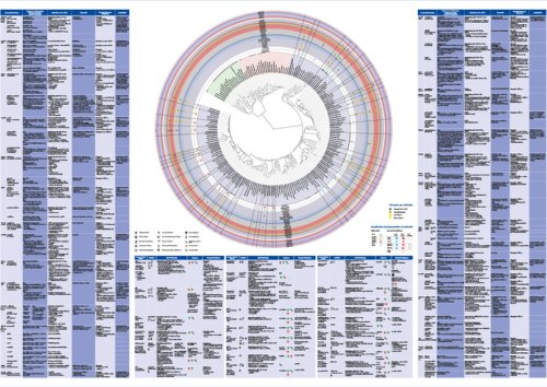 Lernposter Mikrobiologie