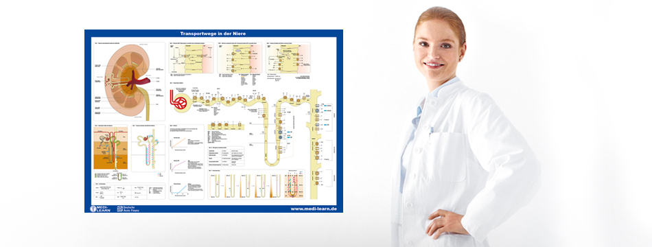 MEDI-LEARN-Nephron-Poster