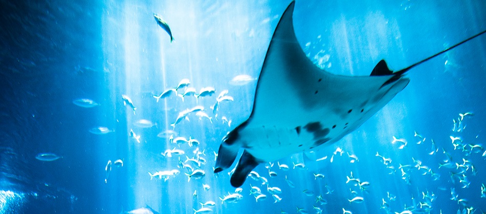 Ein Manta-Rochen schwimmt durch einen Fischschwarm